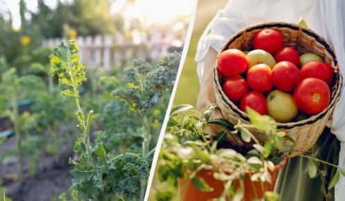 ������ �� �� ����: ����� �������� ����� �� ������ ����� � ����������