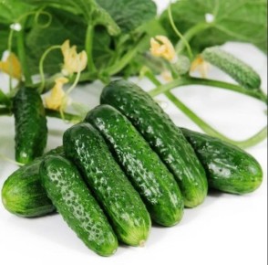 Проликс: идеальный огурец для вашего огорода