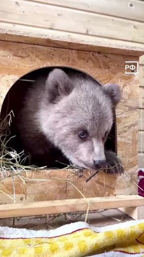 В Северной Осетии спасли крошку Дыньку — маленького медвежонка