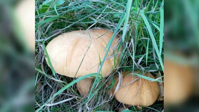 ������� ���������, ����� � ������ ����� �������� ����������� �����