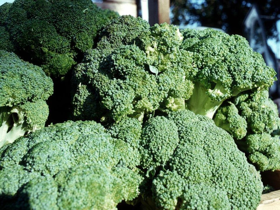 ��� ��������� ��������� ��������: ������� ��������� ������ ���� �����