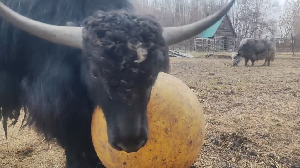 �� ���� ������� ���������� ���� � �������� ������, � ��������