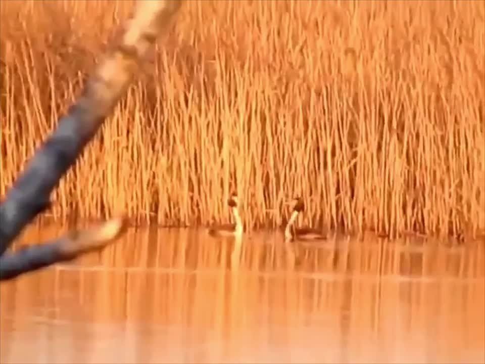 ��������� ����������� ������ ������� ������� ����� �����