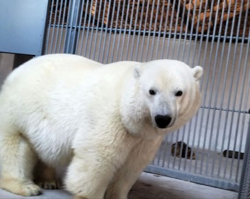 � ��������������� �������� ������� ��������