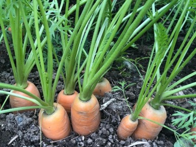 ���� �������� �������: ��� �������� ���������������� ������ �����������