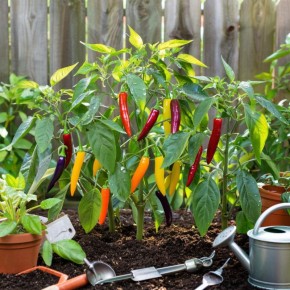 ��������� ����� ������: �������� � ���������� ��� ������ �������