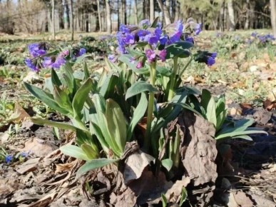 � ���������� ����������� ������� ������ ��������