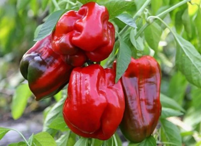 ��� ��������� ����� �������� � ������� ������� � ����