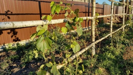 ��������� ��� ���������: ��� ���� �������� ������� ���������� � ������