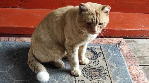 ��������� ������ ����, ������� 4 ���� ��� �� ���� � �����������