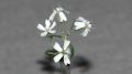 �������������� ����������� Silene stenophylla