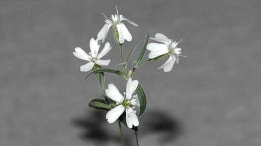 �������������� ����������� Silene stenophylla