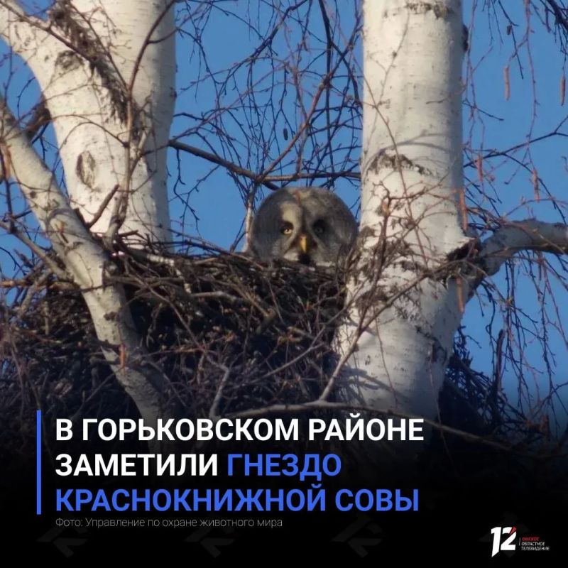 В Горьковском районе заметили гнездо краснокнижной совы