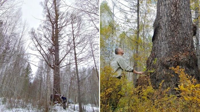 «Ритуальная» лиственница из Омской области может стать главным деревом России
