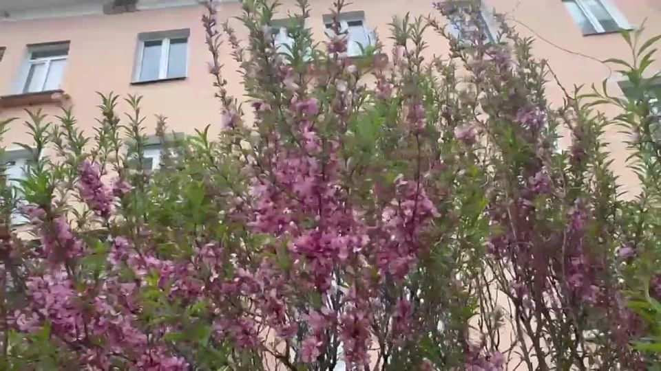 В Омске зацвёл миндаль. Цветы распустились на кустах у Дворца искусств им. Малунцева