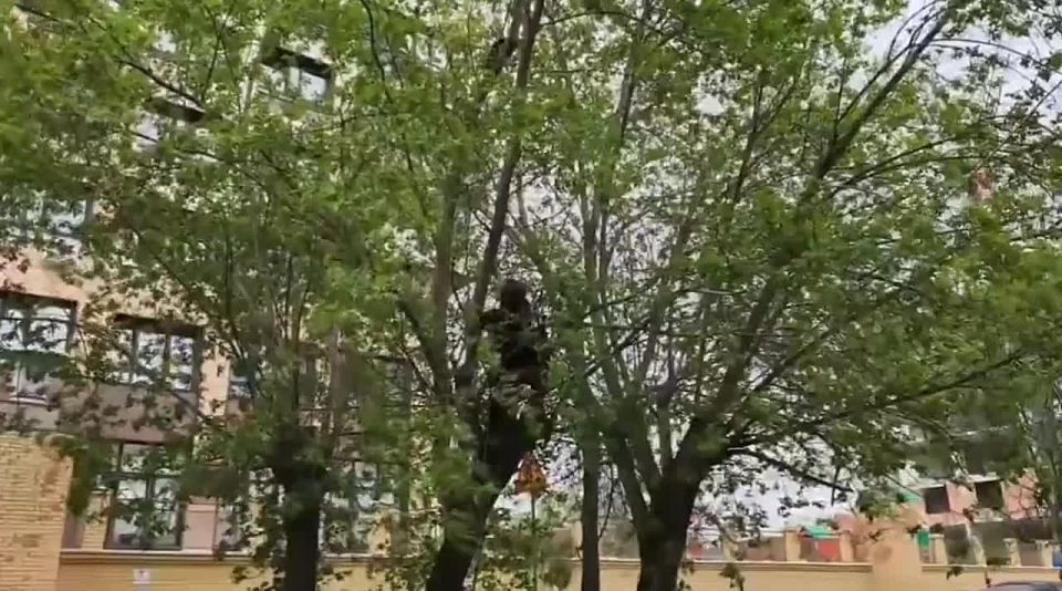 «Омский супергерой» снова спас кота, застрявшего на дереве