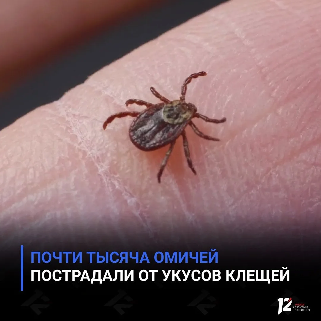 Почти тысяча омичей пострадали от укусов клещей