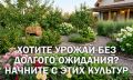 Как добиться раннего урожая: лучшие саженцы для быстрого результата