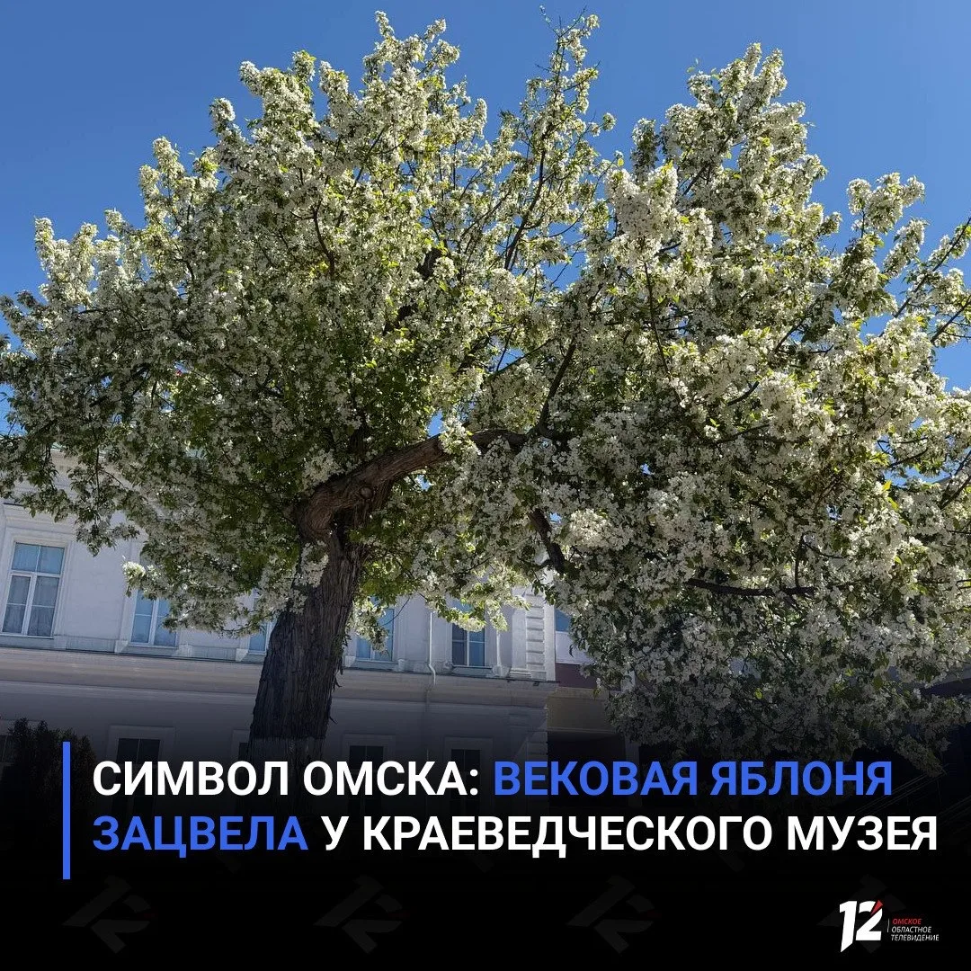 Символ Омска: вековая яблоня зацвела у краеведческого музея
