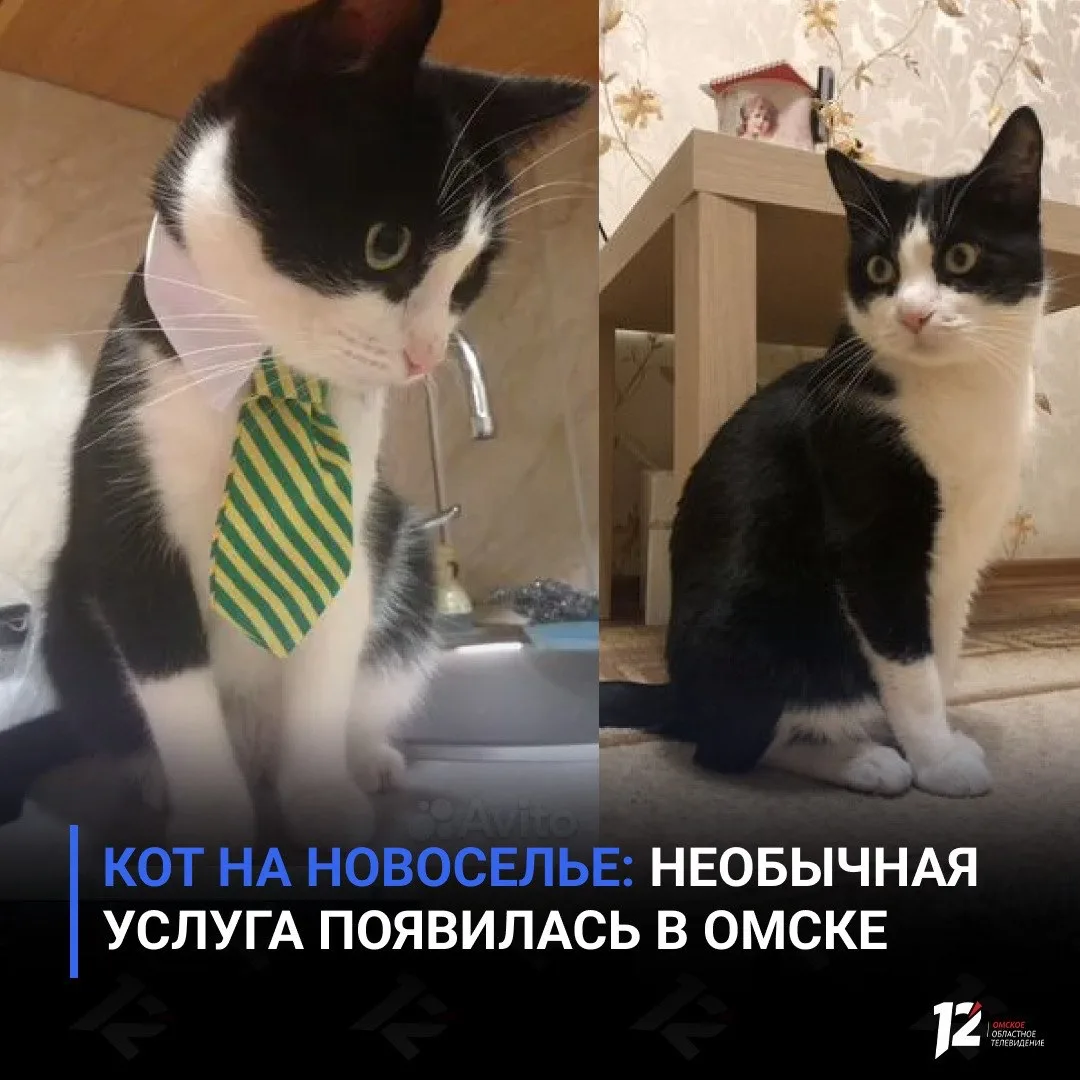 Кот на новоселье: необычная услуга появилась в Омске
