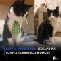 Кот на новоселье: необычная услуга появилась в Омске