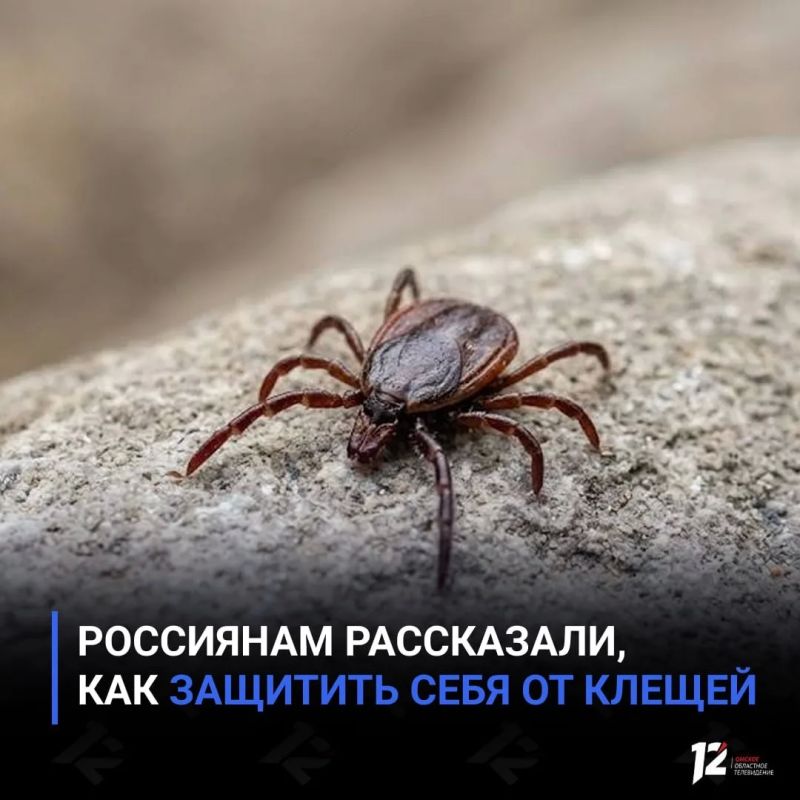Россиянам рассказали, как защитить себя от клещей