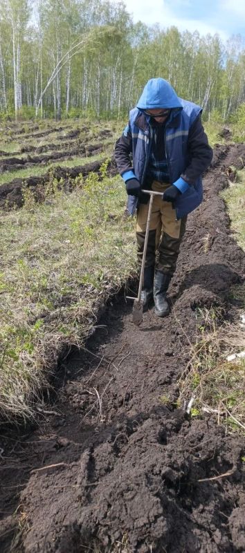 4000 сосен украсят Новологиновское сельское поселение в память о героях Великой Отечественной войны, сообщает «Новый вымпел» 4000 сосен украсят Новологиновское сельское поселение в память о героях Великой Отечественной войны, сообщает «Новый вымпел»