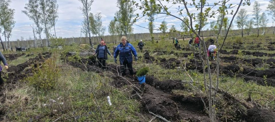 4000 сосен украсят Новологиновское сельское поселение в память о героях Великой Отечественной войны, сообщает «Новый вымпел» 4000 сосен украсят Новологиновское сельское поселение в память о героях Великой Отечественной войны, сообщает «Новый вымпел»