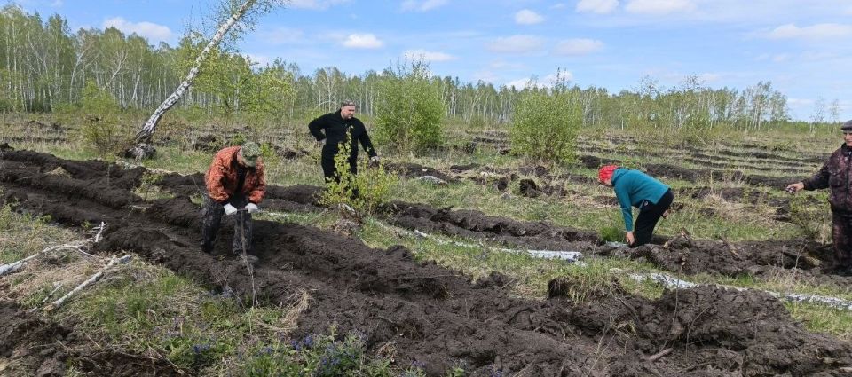 4000 сосен украсят Новологиновское сельское поселение в память о героях Великой Отечественной войны, сообщает «Новый вымпел» 4000 сосен украсят Новологиновское сельское поселение в память о героях Великой Отечественной войны, сообщает «Новый вымпел»