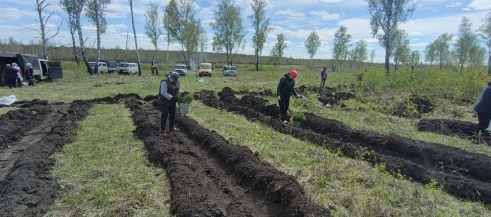 4000 сосен украсят Новологиновское сельское поселение в память о героях Великой Отечественной войны, сообщает «Новый вымпел» 4000 сосен украсят Новологиновское сельское поселение в память о героях Великой Отечественной войны, сообщает «Новый вымпел»