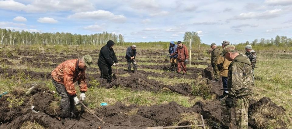 4000 сосен украсят Новологиновское сельское поселение в память о героях Великой Отечественной войны, сообщает «Новый вымпел» 4000 сосен украсят Новологиновское сельское поселение в память о героях Великой Отечественной войны, сообщает «Новый вымпел»