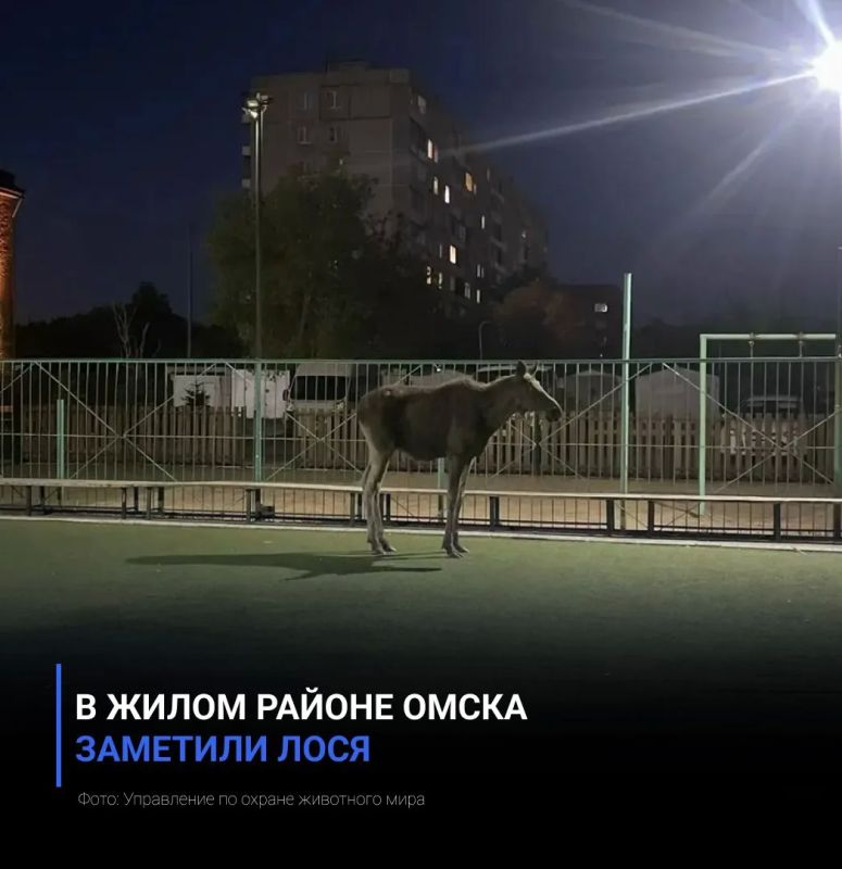 В жилом районе Омска заметили лося