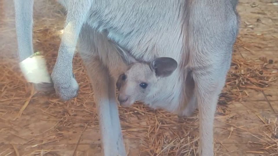 В семье кенгуру из Большереченского зоопарка снова пополнение
