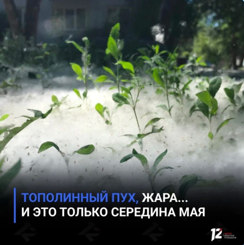 Тополиный пух, жара… и это только середина мая