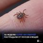 За неделю более 400 омичей пострадали от укусов клещей