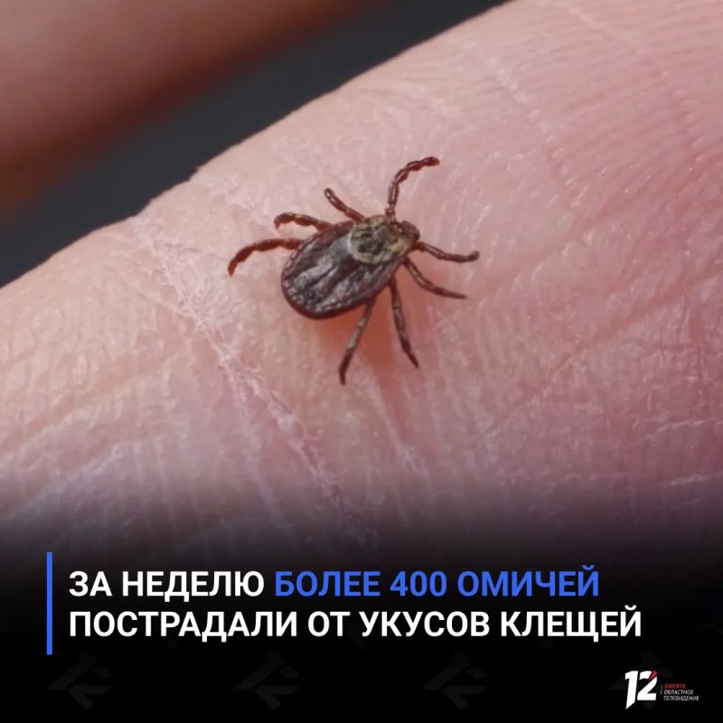 За неделю более 400 омичей пострадали от укусов клещей
