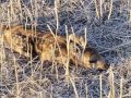 Омичей просят не спасать диких детёнышей в лесу
