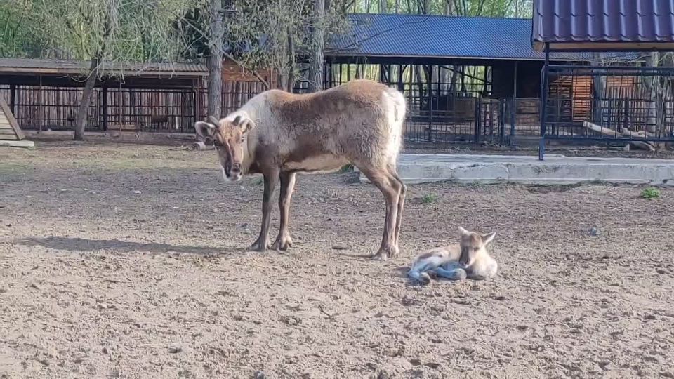Тройное пополнение случилось в семье северных оленей Большереченского зоопарка