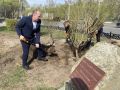 В Октябрьском округе появилось больше тысячи новых деревьев