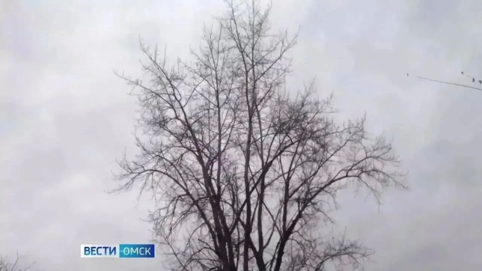 В Омской области ожидаются ливни, грозы и сильный ветер