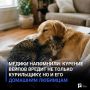 Медики напомнили: курение вейпов вредит не только курильщику, но и его домашним любимцам