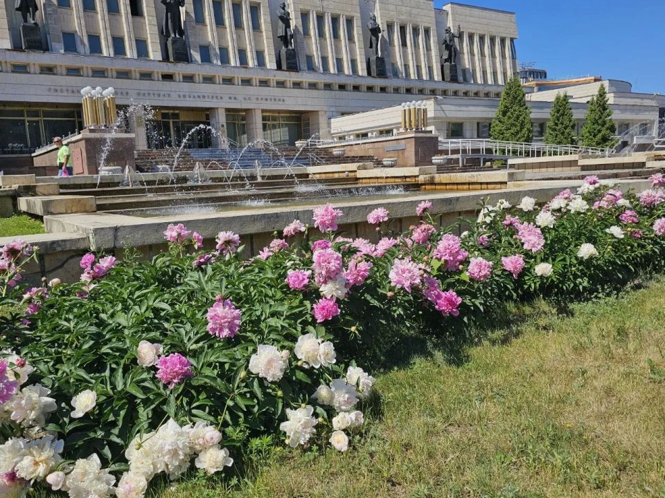 У Омской «Пушкинки» распустились пионы У Омской «Пушкинки» распустились пионы