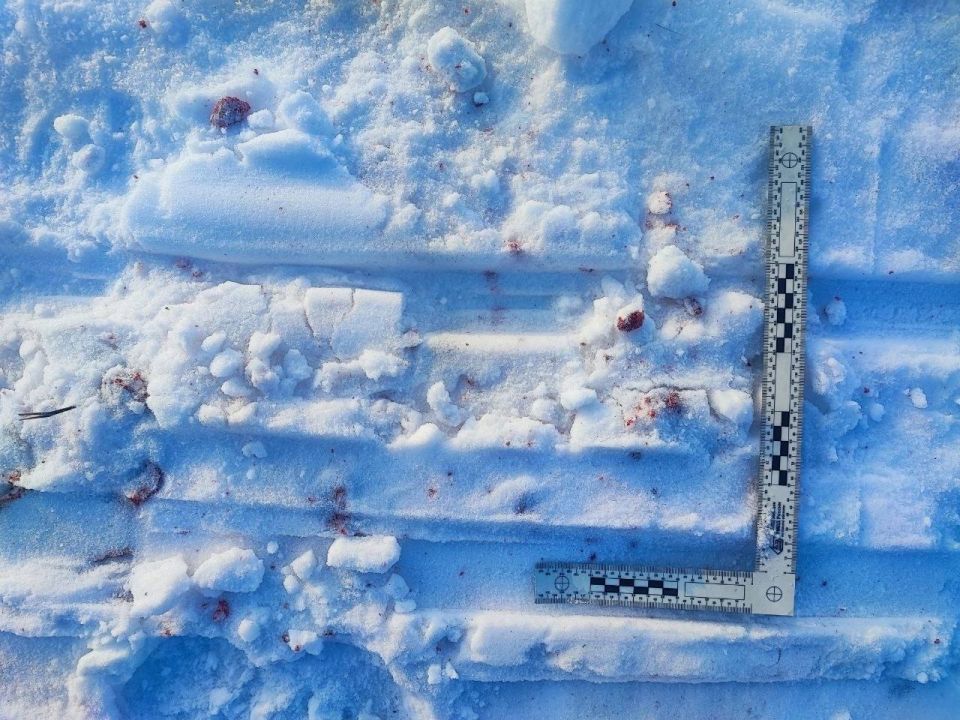 Дознавателем завершено расследование уголовного дела в отношении 38-летнего жителя города Омска, обвиняемого в незаконной охоте Дознавателем завершено расследование уголовного дела в отношении 38-летнего жителя города Омска, обвиняемого в незаконной охоте