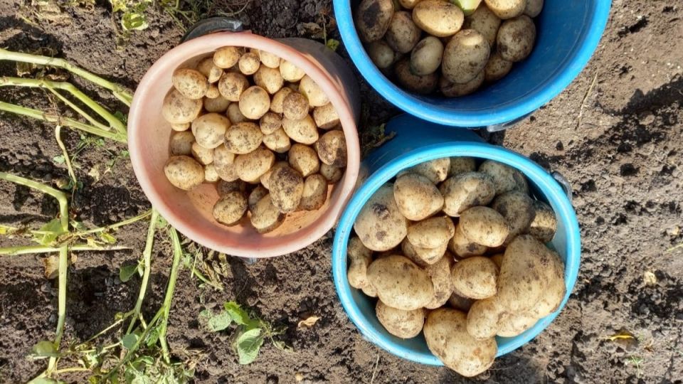 Ошибки при посадке картофеля: как на самом деле сохранить урожай