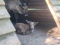� ��������������� �������� ������� ����� �������� �� ������ ������ ��������