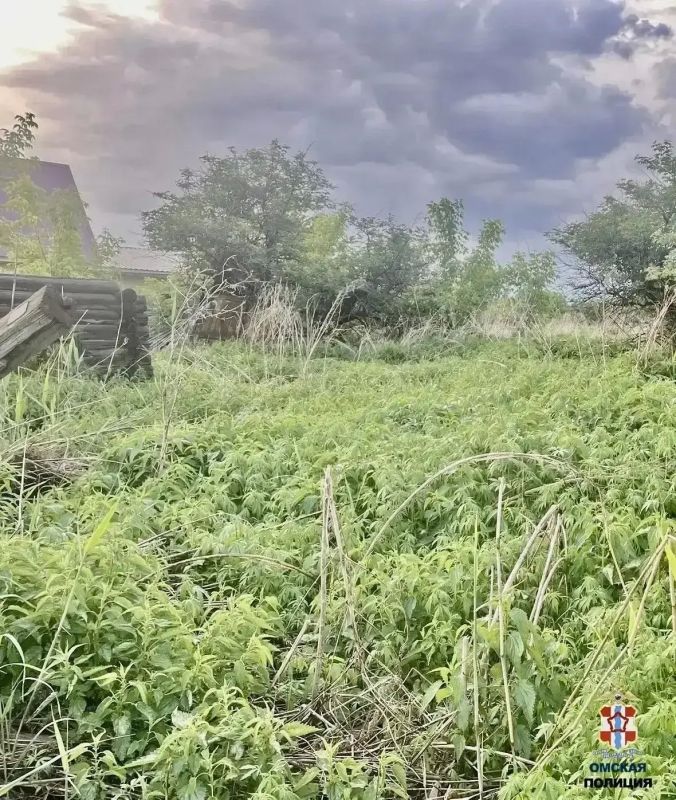 В Тюкалинске сотрудники полиции задержали мужчину с крупной партией марихуаны В Тюкалинске сотрудники полиции задержали мужчину с крупной партией марихуаны