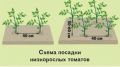 Секреты успешной высадки томатов