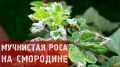 Как защитить смородину и крыжовник от мучнистой росы: советы на весну