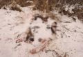 В Омской области вынесен приговор по факту охоты на 2 лосей