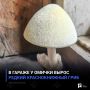 В гараже у омички вырос редкий краснокнижный гриб